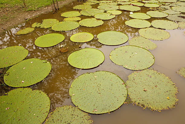 istock Giant water lily (Vicoria amazonica) at first night flowering. 488179683