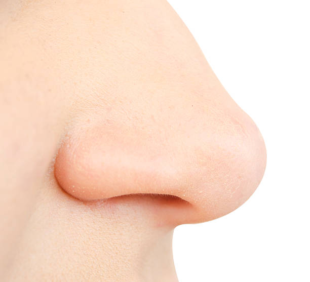 human nose nose isolated on white background human nose stock pictures, royalty-free photos & images