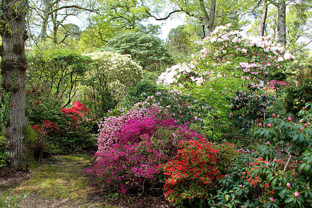istock Image of colourful azalea flowers (rhododendron shrubs) in spring garden 488180123
