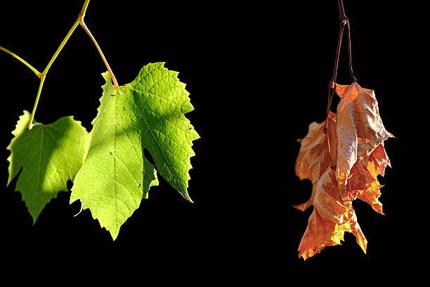 vivas como difuntas hojas - dead or alive fotografías e imágenes de stock