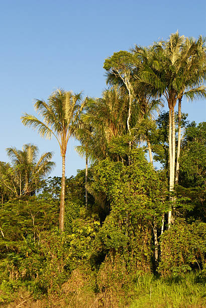 istock Interior of primary tropical rainforest in Peru 488180755