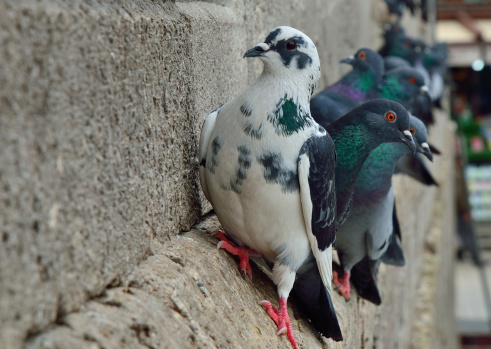 Pigeons on the Yeni Cami Mosque wall