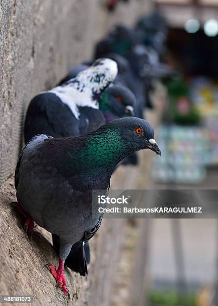 Piccioni Parete - Fotografie stock e altre immagini di Ambientazione esterna - Ambientazione esterna, Animale, Bosforo