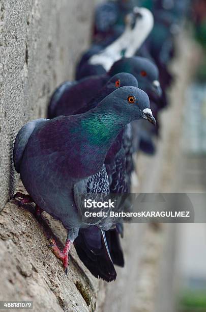 Pombos Parede - Fotografias de stock e mais imagens de Animal - Animal, Ao Ar Livre, Bando de pássaros