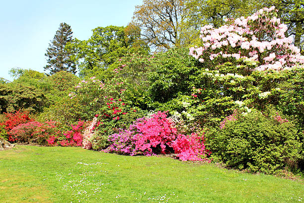istock Image of colourful azalea flowers (rhododendron shrubs) in spring garden 488181293