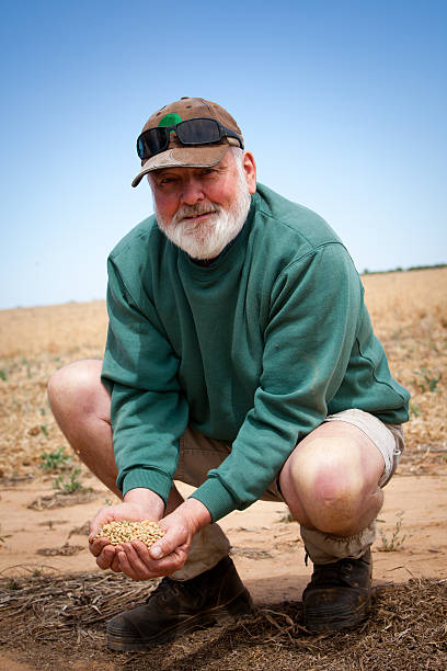 istock Australian Farmer holding field Peas 488181411