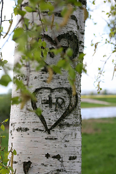 Carving in the bark of a birch