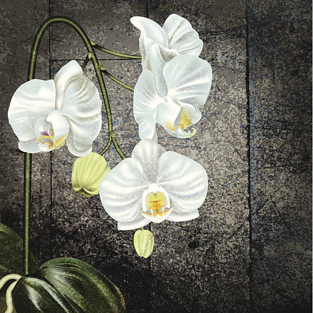 ilustraciones, imágenes clip art, dibujos animados e iconos de stock de blanca orquídea phalaenopsis en old wood - moth orchid