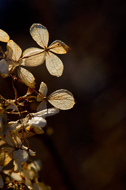 istock Morning light on blades of grass 488182207