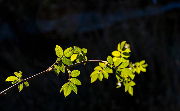 tender shoots Beech leaves sprouted recently, captured backlit tarde stock pictures, royalty-free photos & images