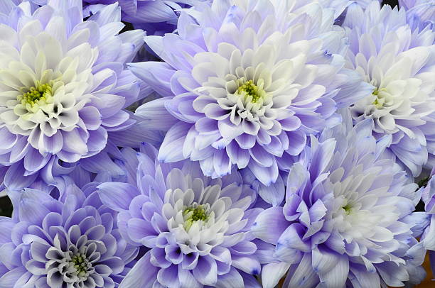 macro de flor branca e azul áster - lower proxy falls imagens e fotografias de stock