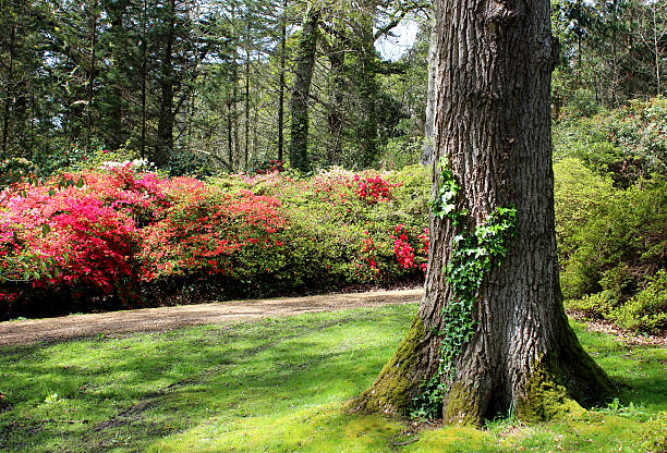 istock Image of colourful azalea flowers (rhododendron shrubs) in spring garden 488199577