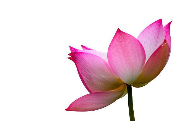바하이 아이리스입니다 - lotus flower single flower red 뉴스 사진 이미지