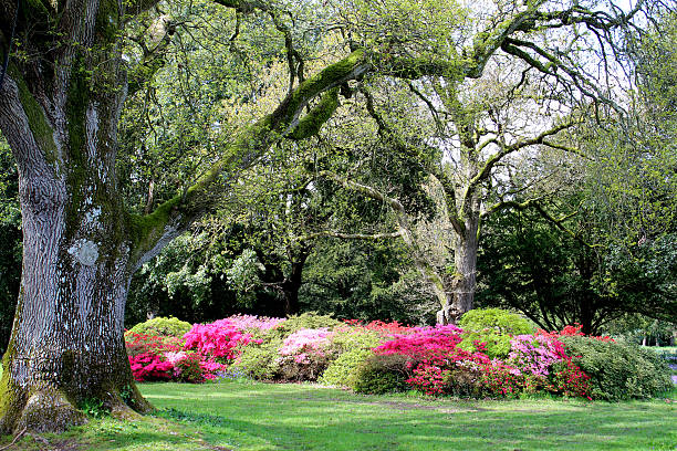 istock Image of colourful azalea flowers (rhododendron shrubs) in spring garden 488200335