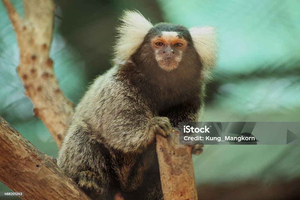 Marmoset on the tree Close up Common Marmoset on the tree Animal Stock Photo