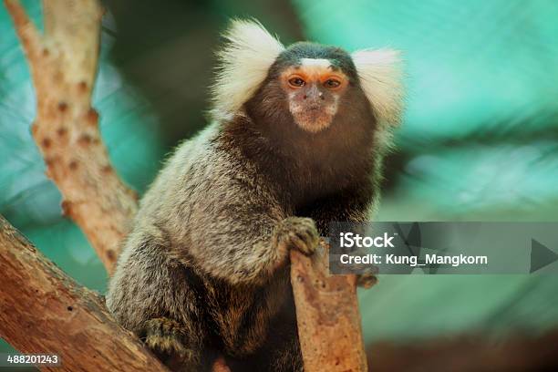 Marmoset On The Tree Stock Photo - Download Image Now - Animal, Animal Wildlife, Backgrounds