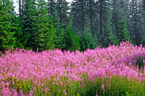 Beautiful pink wildflowers in the El Dorado National Forest, near Lake Tahoe, California