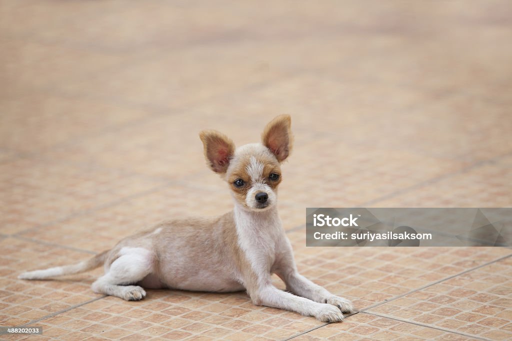 pomeranian puppy dog lying on ground Animal Stock Photo