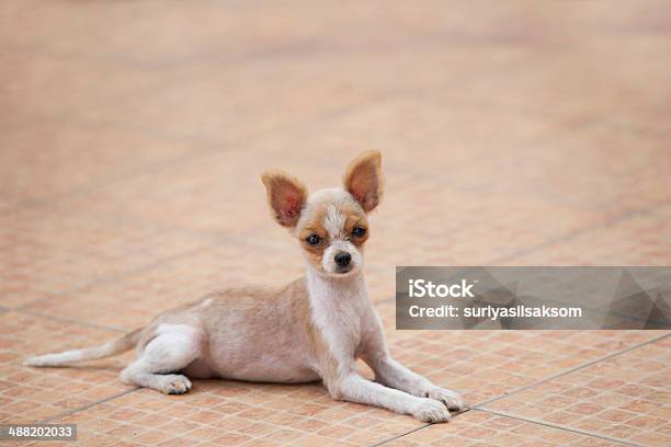 Pomeranian Puppy Dog Lying On Ground Stock Photo - Download Image Now - Animal, Animal Themes, Dog