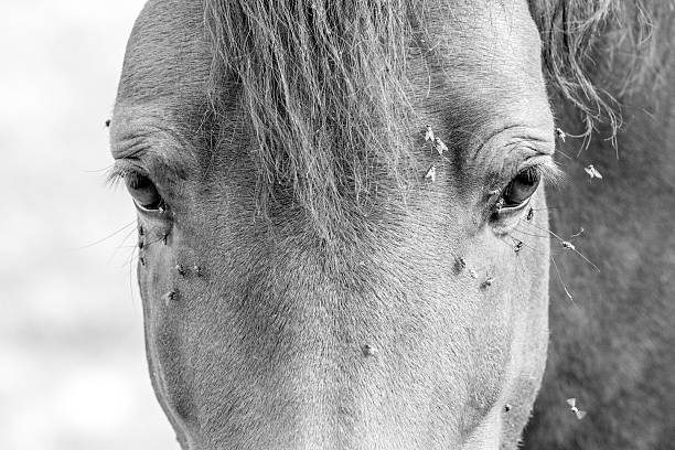 Horse Portrait A beautiful horse surrounded by flies. Portrait in black and white horse fly photos stock pictures, royalty-free photos & images