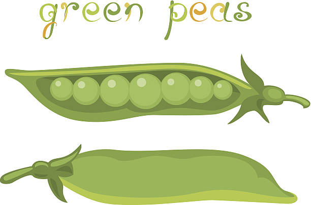 ilustraciones, imágenes clip art, dibujos animados e iconos de stock de guisantes verde - green pea pea pod vegetable cute