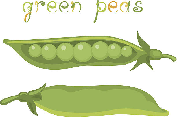 녹색 완두콩 - healthy eating green pea snow pea freshness stock illustrations