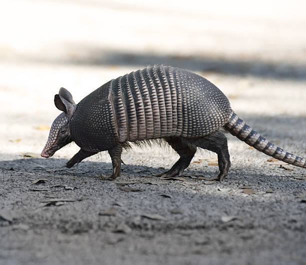 istock Armadillo Crossing The Road 488203405