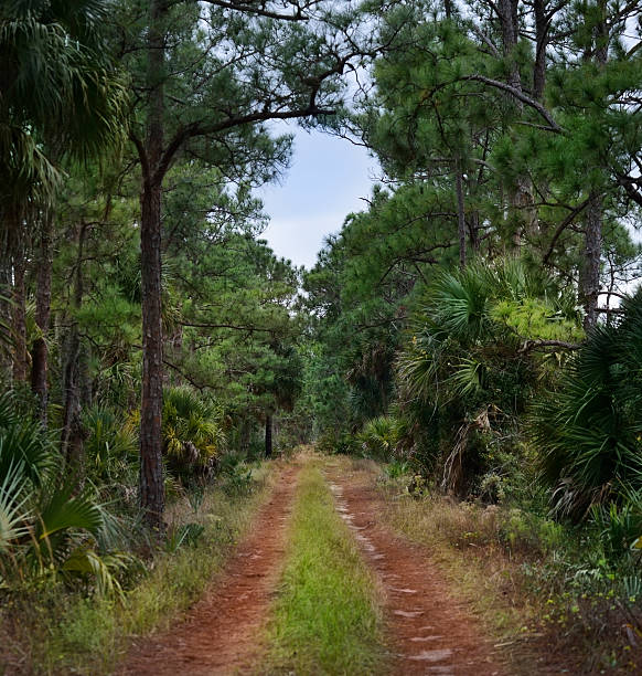 istock Dirt Road In Tropical Forest 488203407