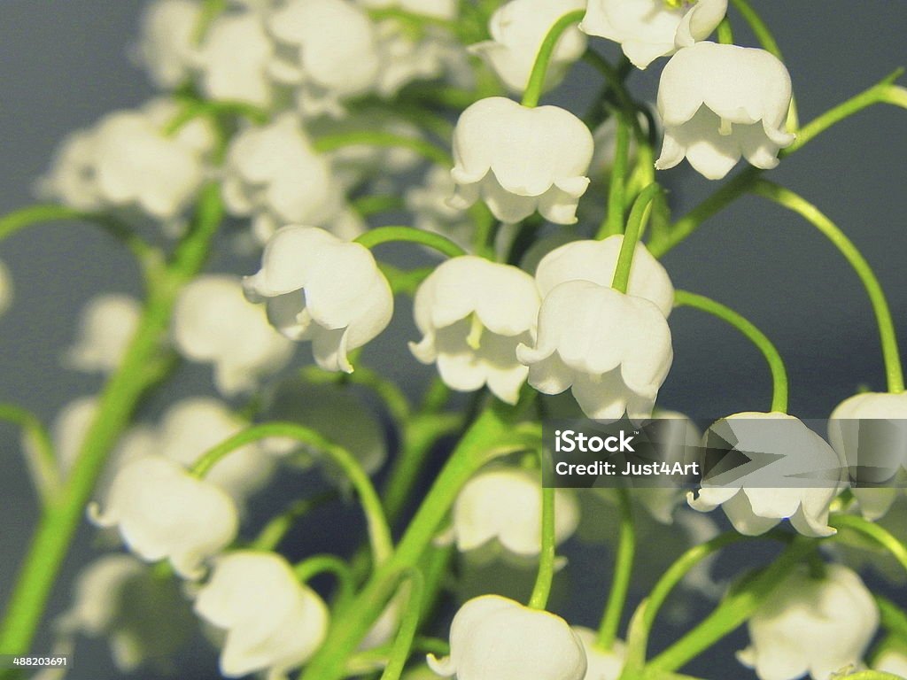 Lily-of-the-valley flower Lily-of-the-valley, the sign of spring. Anemone Flower Stock Photo