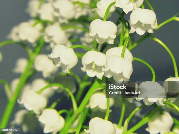 Lilyofthevalley Flower Stock Photo - Download Image Now - Anemone Flower, Beauty In Nature, Blossom