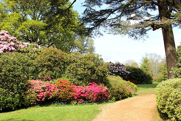 istock Image of azaleas in flower (rhododendron shrubs) next to path 488204253