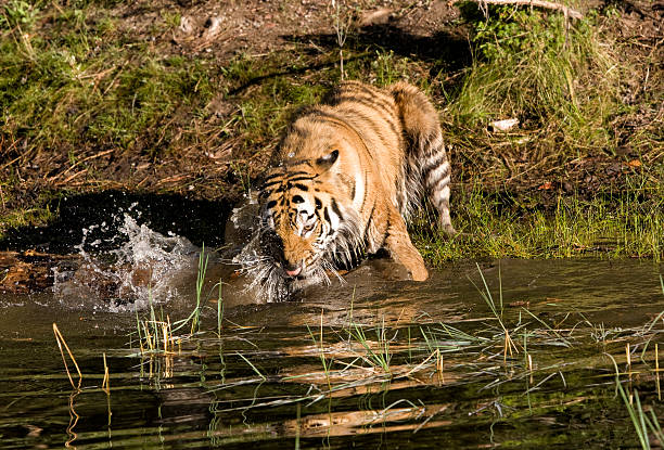 istock Tiger Splashing in the River 488204491