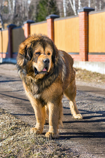 istock Dog breed Tibetan Mastiff 488205325