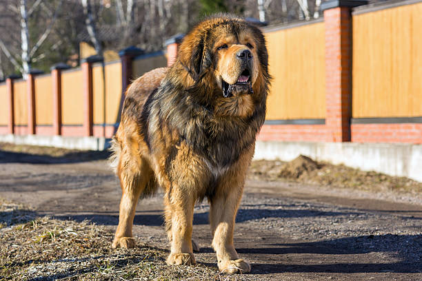 경견 최고의 티베탄마스티프 - tibetan mastiff 뉴스 사진 이미지