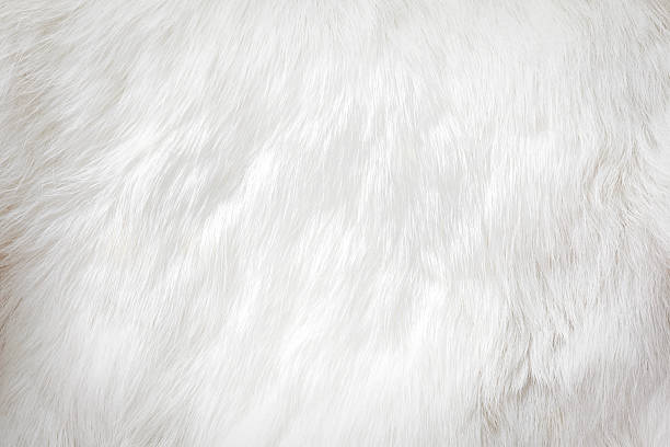 fur background fur background fur stock pictures, royalty-free photos & images