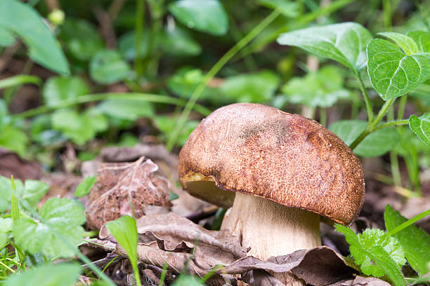 istock Porcini Mushroom in natural enviroment 488205509