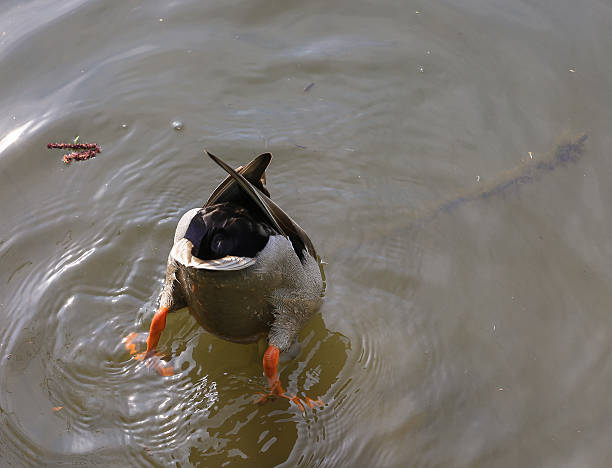 istock Mallard duck feeding underwater on a local river 488205605