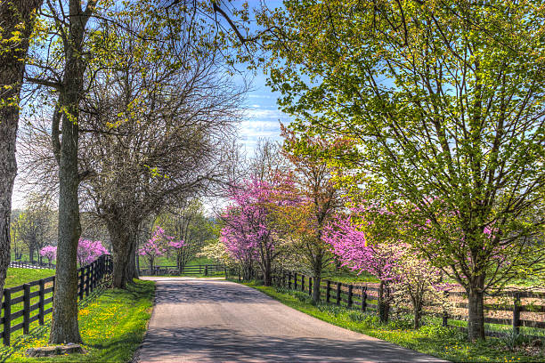 istock Redbuds Along The Shady Lane 488205811