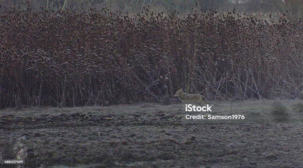 Washington Coyote Southern Washington's Columbia River Area. Animal Wildlife Stock Photo