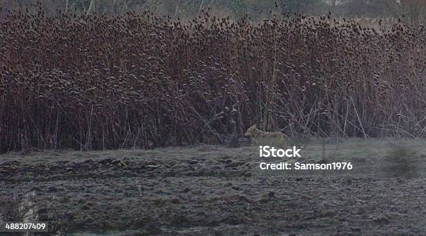 Washington Coyote Stock Photo - Download Image Now - Animal Wildlife, Animals In The Wild, Columbia River