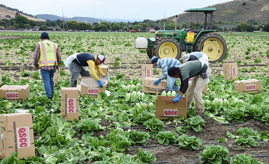 Salinas, CA - USA; July 1, 2015: Seasonal field workers cut and box romaine lettuce.