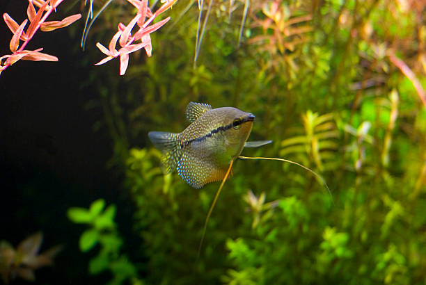 gourami pérola - freshwater pearl imagens e fotografias de stock