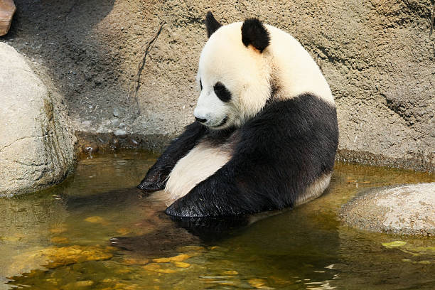istock Giant panda sitting in water 488208740