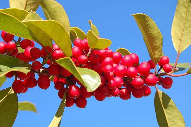 Holly beries against a blue sky