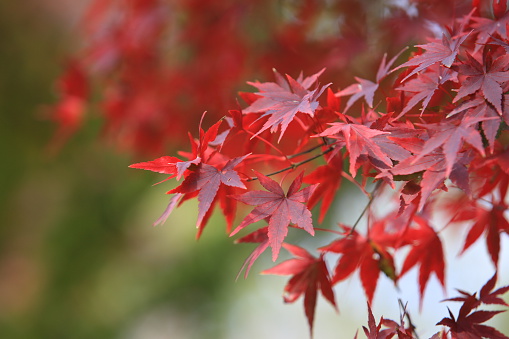 autumn leaves near japan temple change the color in the japan park view in Kyoto