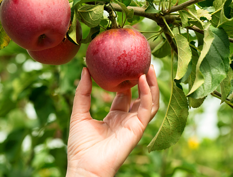 Woman hand picking a red ripe apple