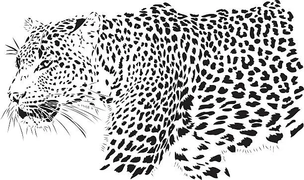 Vector illustration of Leopard illustration (Panthera pardus)