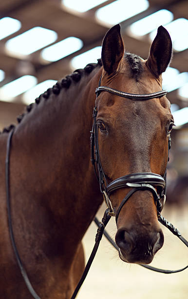 istock close-up of horse 488210110