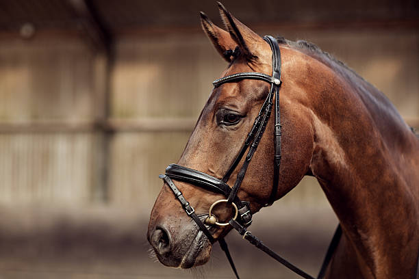 istock close-up of horse 488210302
