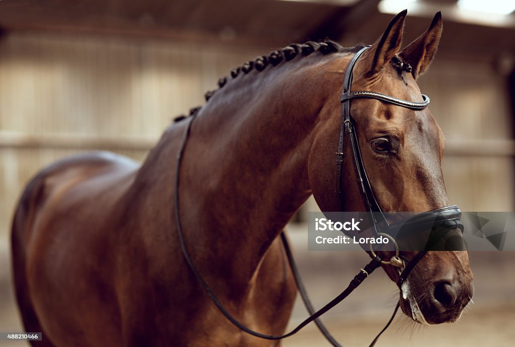 Primer plano de caballos - Foto de stock de Caballo - Familia del caballo libre de derechos